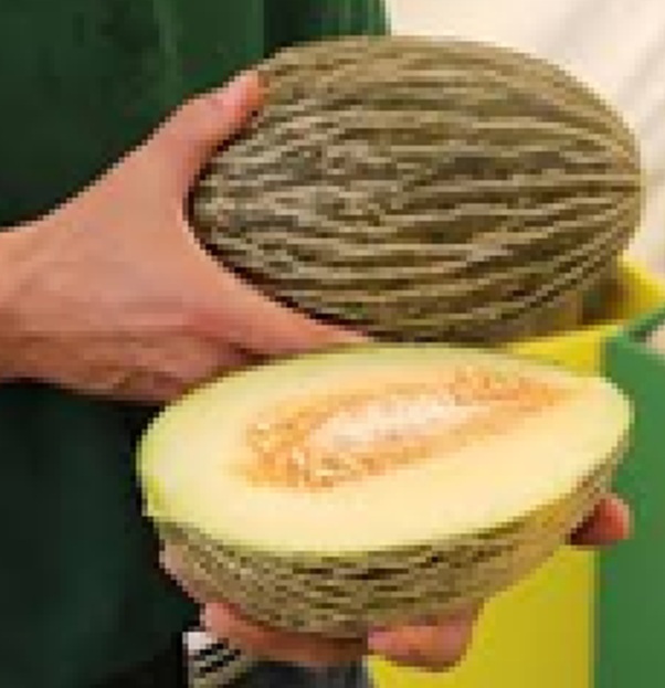 Melon Piel de Sapo